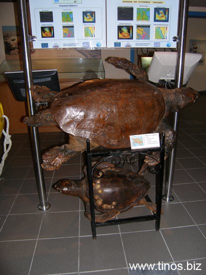 rodos 176